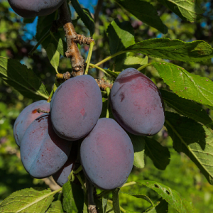 نهال آلو هانی رزا