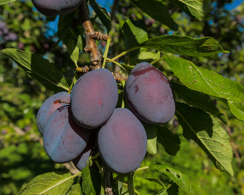 نهال آلو هانی رزا