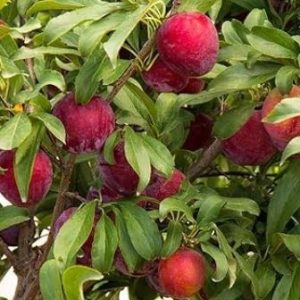 آلو کاکات فروت