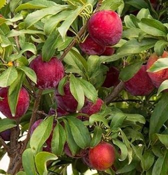 آلو کاکات فروت