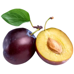 نهال آلو شابلون - زود رس