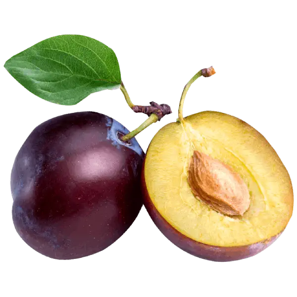 نهال آلو شابلون - زود رس