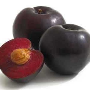 نهال آلو لاتیتیا