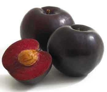 نهال آلو لاتیتیا