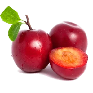 نهال آلو تخم مرغی لواسان